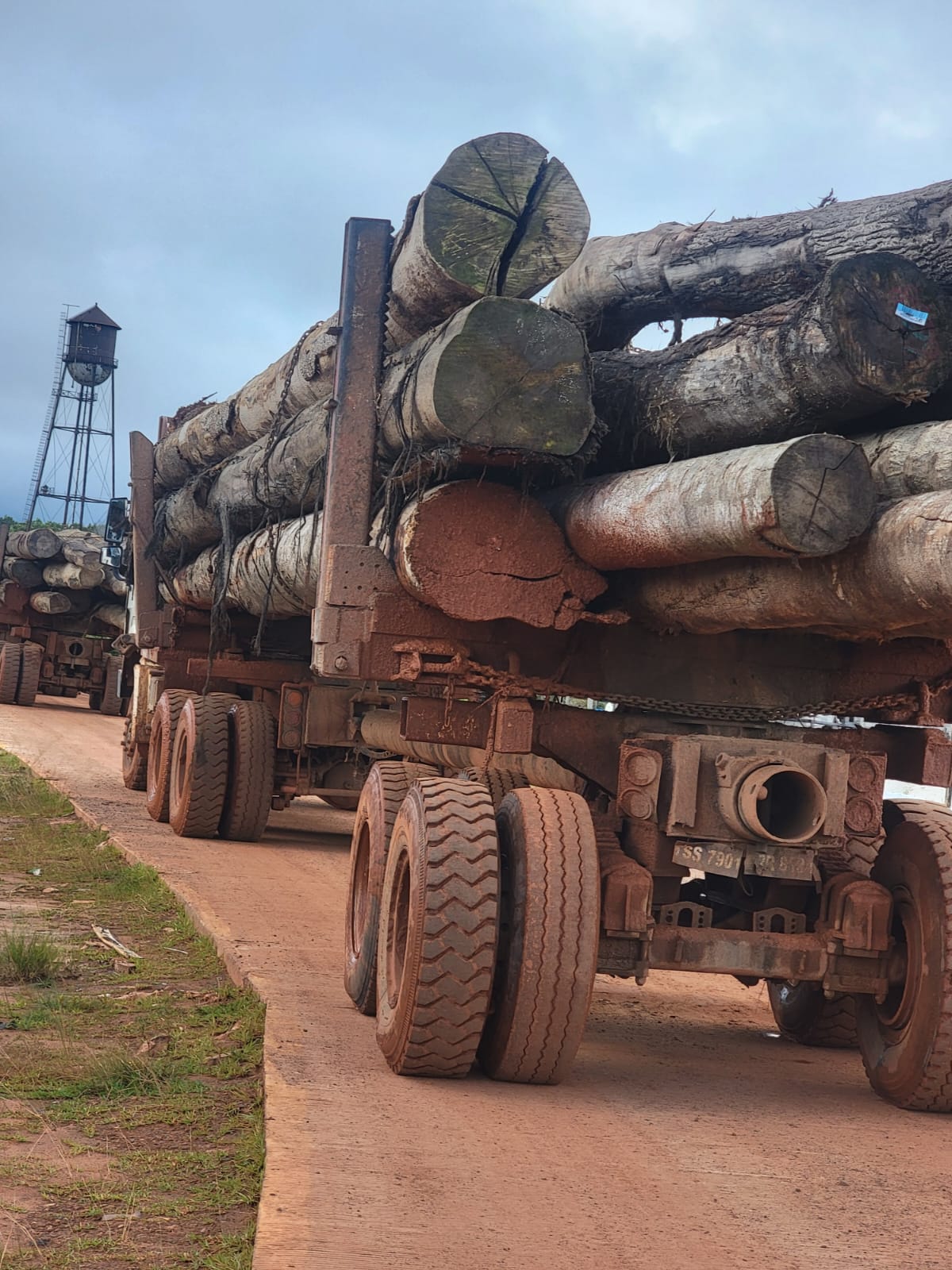 Loaded log trucks carrying tropical hardwood logs on a forest road